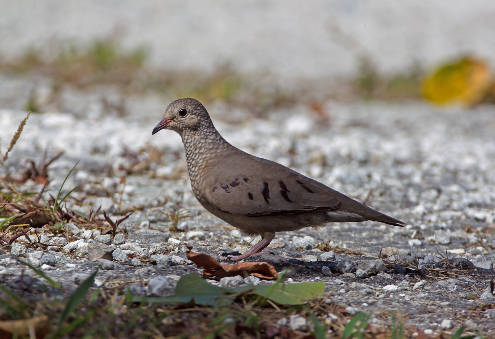 image Common Ground Dove